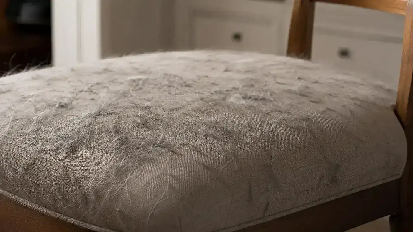 Pet hair collected in a dustpan from couch cushion seams and stair carpet edges