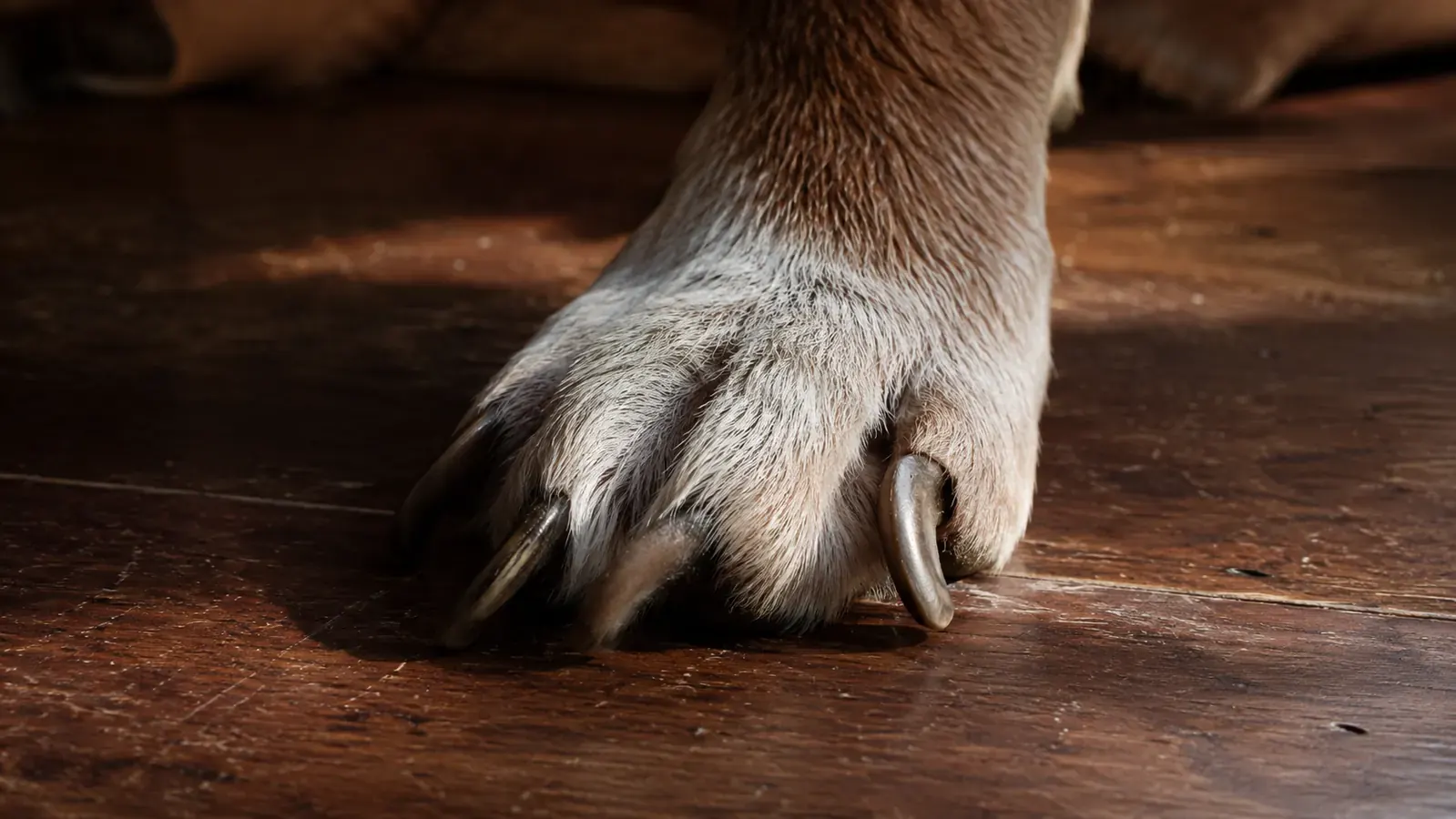 10 Signs Your Dog Needs a Nail Grinder Instead of Clippers
