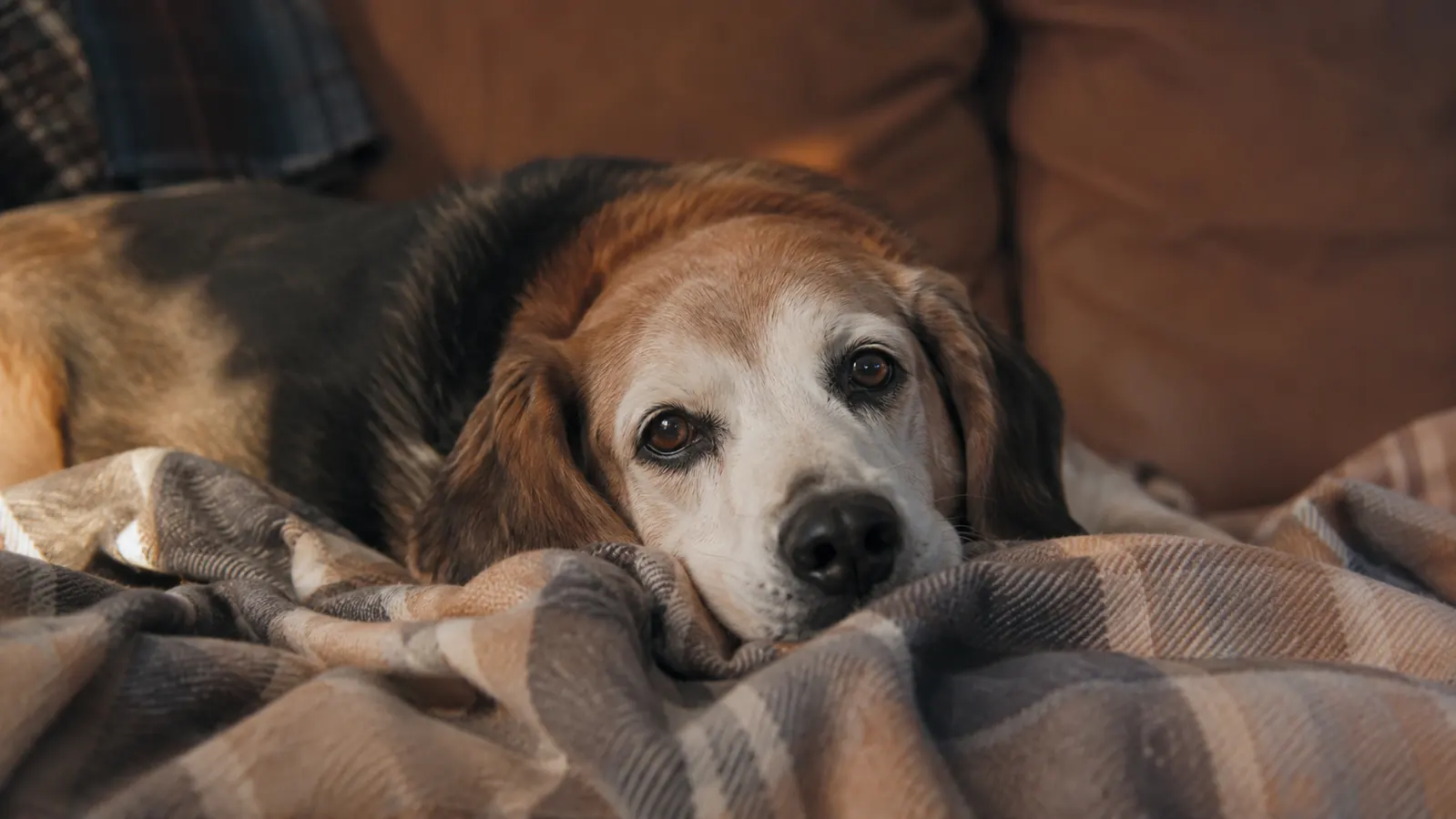 How a Casfuy Nail Grinder Finally Fixed Otis's Overgrown Nails After Two Bad Clipping Accidents