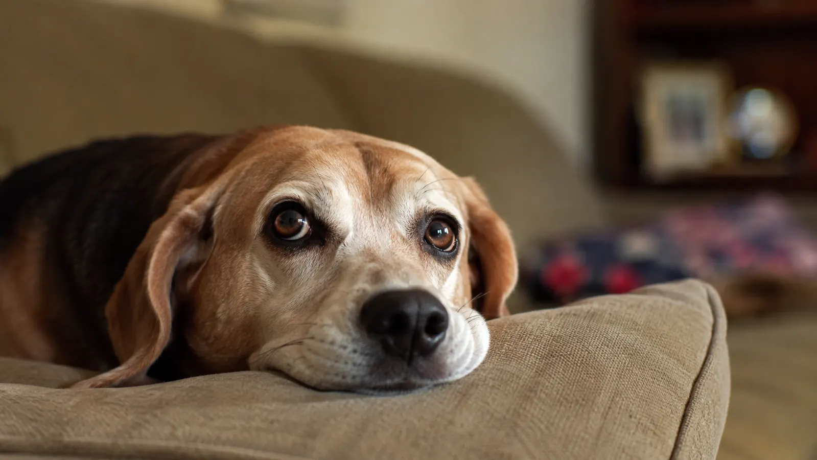 How Virbac Epiotic Cleared Up Otis's Chronic Ear Funk in Two Weeks