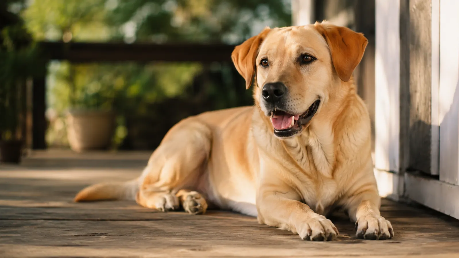 How Musher's Secret Healed Penny's Cracked Paws After a Summer of Long Hikes