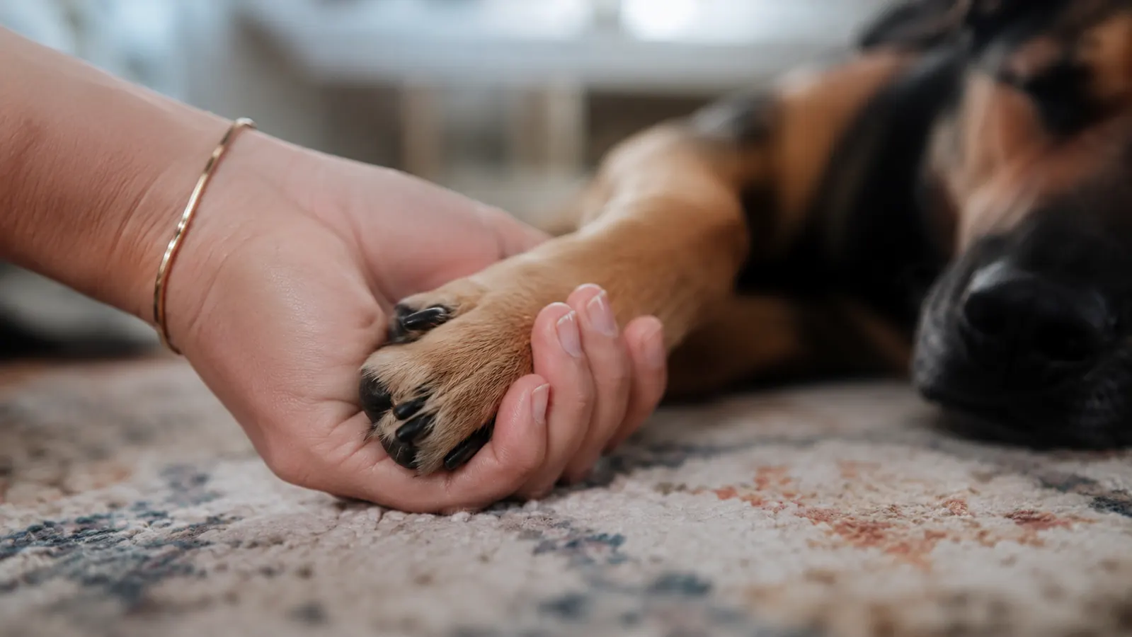 Dog receiving a small treat immediately after a nail grinding session, looking relaxed and tail slightly raised
