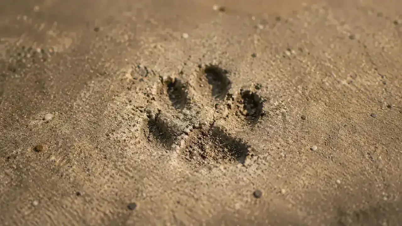 Hand pressing the back of fingers against a dark asphalt surface to test heat