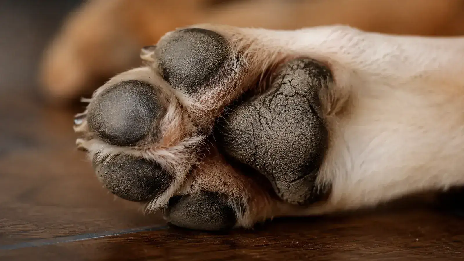 Waxy paw prints visible on a light hardwood floor after a dog walked inside after wax application
